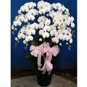 12株高盆白色蘭花(台南)