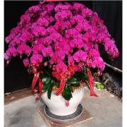 30株高圓盆紅色蘭花(高雄)