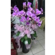 9株蘭花(淡紫色)