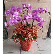 6株蘭花(粉色)