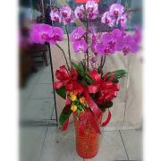 6株蘭花(粉色/粉白色)