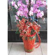 6株蘭花(淡粉色)