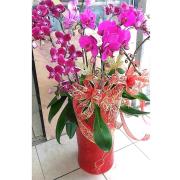 8株蘭花(粉色)