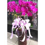 9株蘭花(粉色)
