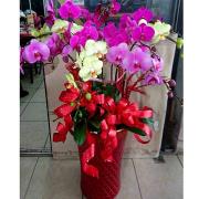 9株蘭花(粉色/黃色)