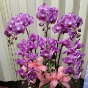 6株蘭花(粉白色)