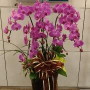 蘭花(喜)7株落地型