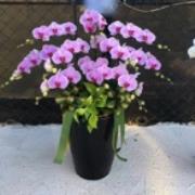 10株高盆粉色蘭花（喪）