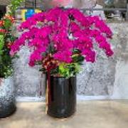 12株高盆紅色蘭花