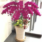 9株高盆紅色蝴蝶蘭