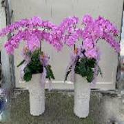 6株粉色蘭花*一對*（喪）