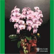 粉色精緻蘭花盆栽(五株組)