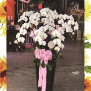 白色精緻蘭花盆栽(十株組)