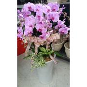 6株蘭花(粉)
