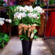 5株蘭花(白) (萬里,瑞芳,貢寮)