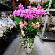 7株蘭花(粉) (金山,雙溪,平溪)