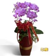 5株蘭花(粉)
