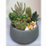 桌上型多肉植物(小)