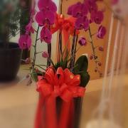 風雅典藏-5株蘭花