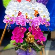 9株三色高雅蘭花