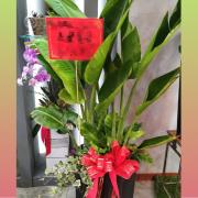 白花天堂鳥組合盆裁