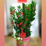 財源廣進-金錢樹盆裁