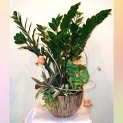 造景藝術金錢樹盆裁