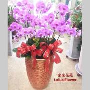 10株落地型粉色蘭花(喜慶)