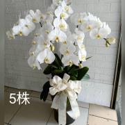 5株落地型蘭花(白)