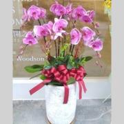 6株落地型粉色蘭花(喜慶)