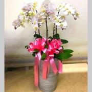 6株落地型蘭花(白)