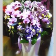 6株落地型蘭花(粉)