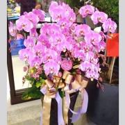 8株落地型粉色蘭花(喜慶)