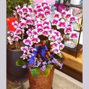 8株落地型蘭花(粉)