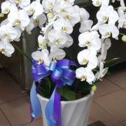 6株典雅蘭花(白)