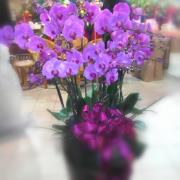 7株典雅蘭花(紅)