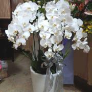 7株典雅蘭花(白)