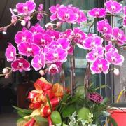 7株粉色典雅蘭花(喜慶)