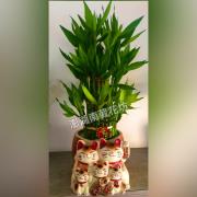 招財開運竹盆栽