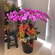 11株蝴蝶蘭盆栽