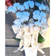 5株追念蘭花(白)B01