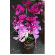 5株追念蘭花(紅)B02