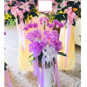 5株追念蘭花(粉)B03