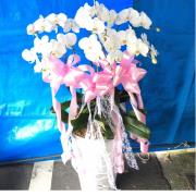 6株追念蘭花(白)B04