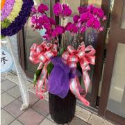 6株追念蘭花(紅)B05
