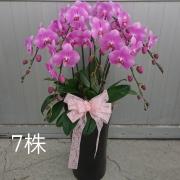 7株蘭花盆景(粉)