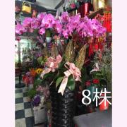 8株蘭花盆景(粉)