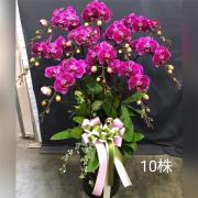10株蝴蝶蘭盆栽(粉)