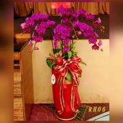 6株-粉色蘭花(落地型)