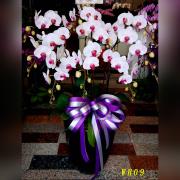 9株蘭花(落地型)